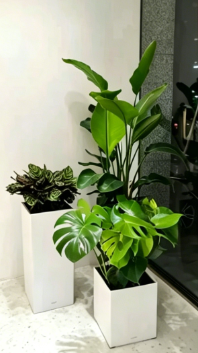 余姚花木租赁怎么学好？零基础入门指南